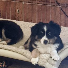 Miniature American Shepherds from Salt Meadow Minis