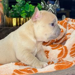 Peanut - Cream male French Bulldog puppy in Peoria, Arizona from A Quality French Bulldogs AZ