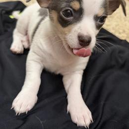Danny - Blue and white male Chihuahua puppy in Amity, Pennsylvania from Rhoda and Verna