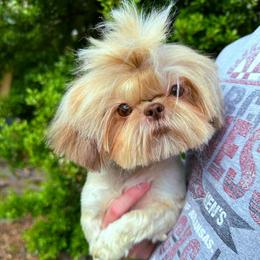 Cristal - Shih Tzu