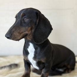 Chenoa - Dachshund