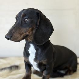 Chenoa - Dachshund