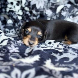 Saffron - Black and cream female Dachshund puppy in Lincoln, California from Hidden Oaks Dachshunds