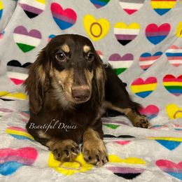 Arlo - Dachshund