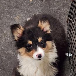 American Corgi and Pembroke Welsh Corgi Puppies from Nightstreak Corgis