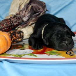 Boy 1 - Black male Labrador Retriever puppy in Parma, Idaho from Campbell Valley Labradors