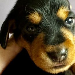 Blue - Patrick - Black and tan Dachshund puppy in Henrico, Virginia from RVA Wirehaired Weenies