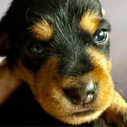 Blue - Patrick - Black and tan Dachshund puppy in Henrico, Virginia from RVA Wirehaired Weenies