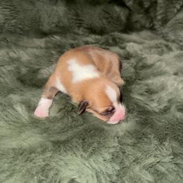 Sweetie - Red male Pembroke Welsh Corgi puppy in Derby, Iowa from Newton Hay & Cattle