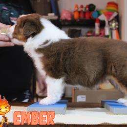 Australian Shepherd Puppies from Starlit Grove Australian Shepherds