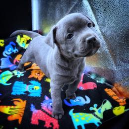 Shirley - Blue female Staffordshire Bull Terrier puppy in Dallas, Texas from Wild Blue Staffords