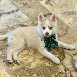 Blue Ghost - Lavender male Pomsky puppy in Magnolia, Texas from Solace Shelties and Pomskies