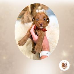 Story - Red  female Goldendoodle puppy in Canton, Georgia from Teddy Puppies