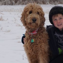 Wilma - Goldendoodle