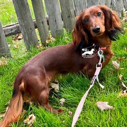 Bean - Dachshund