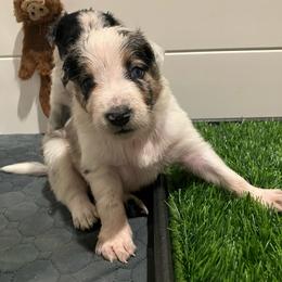Reese - Blue merle male Border Collie puppy in Holden, Missouri from Spotted Feather Farm