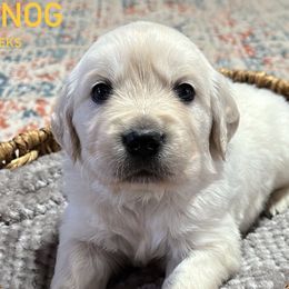 Eggnog - Light golden Golden Retriever puppy in Mesa, Arizona from Superstition Goldens