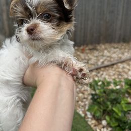 Yorkshire Terrier Puppies from Snacksville Yorkies