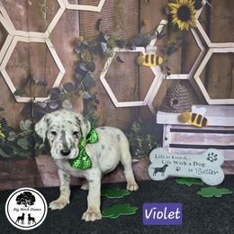 Violet - Merle Great Dane puppy in Spiro, Oklahoma from Big Birch Danes
