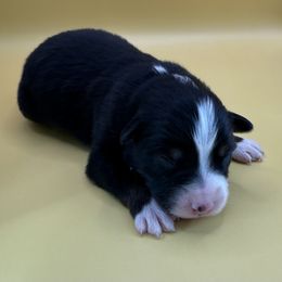 Adelaide - Black tri-color female Australian Shepherd puppy in New Boston, New Hampshire from Painted Pup Australian Shepherds