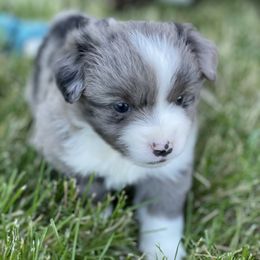 Miniature Australian Shepherd Puppies from Yaw's Mini Aussies