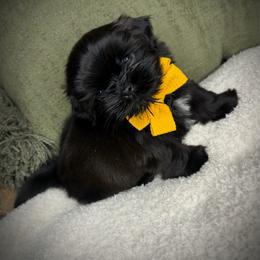 Jett - Black male Shih Tzu puppy in Lake City, Florida from Tiger Valley Shih Tzus