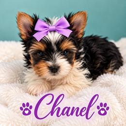 Chanel - Black tan and white female Biewer Terrier puppy in Concord, California from Puppy Boutique
