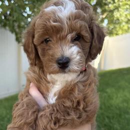 Goldendoodles from Pickens' Goldendoodles