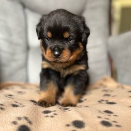 Girl 4 - Black and tan Rottweiler puppy in Chesterfield, Virginia from vom Brismore Rottweilers