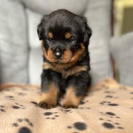 Girl 4 - Black and tan Rottweiler puppy in Chesterfield, Virginia from vom Brismore Rottweilers