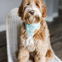 Goldendoodle Puppies from Mitten Doodles