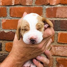 Sevier - Red and white male Basset Hound puppy in Bellaire, Ohio from Blessed Bassets