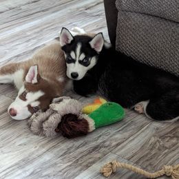 Siberian Husky Puppies from 3 Rivers Siberians(Richard's)