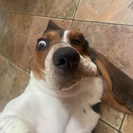 Basset Hound All Grown Up from Lakeside Basset Hounds, Missouri