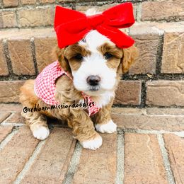 Goldendoodle Puppies from Red Barn Mission Farm