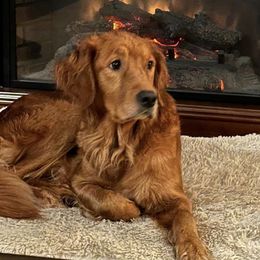 Golden Retrievers from Willow’s AKC Golden Retrievers