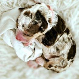 Bernedoodle Puppies from Daisy's Doodles