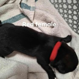 Red female - Black female Belgian Malinois puppy in Fort Worth, Texas from North Texas Working Malinois