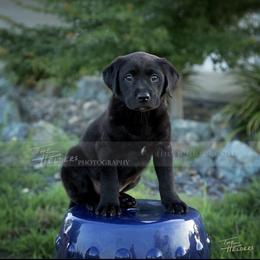 Goldendoodle and Labrador Retriever Puppies from BV Labs & Doodles