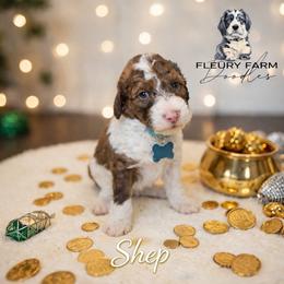 Shep - Brown male Whoodle puppy in Knoxville, Tennessee from Fleury Farm Doodles TN