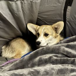 Duke - Black and tan male Pembroke Welsh Corgi puppy in Tehachapi, California from Trotter Hill Farms