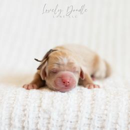 Brown Collar Boy - Caramel cream male Australian Labradoodle puppy in Thousand Oaks, California from Lovely Doodle Lane