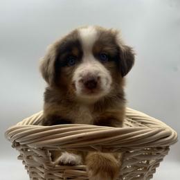 Roo (Natural Tail) - Red merle male Miniature Australian Shepherd puppy in Liberty, South Carolina from Alexander Canines