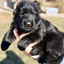 Holley - Black female German Shepherd puppy in Canton, Texas from WILDWOOD GERMAN SHEPHERDS