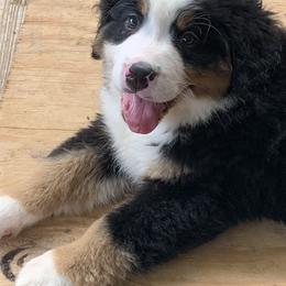 Bernese Mountain Dog Puppies from D’S Bernese Mountain Dogs