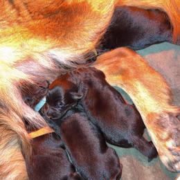 Jinx - Black and red male German Shepherd puppy in Garland, Maine from Vom Schön Traumhund