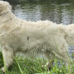 Frost - Golden Retriever