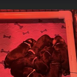 Miniature Schnauzer Puppies from S & S Miniature Schnauzer