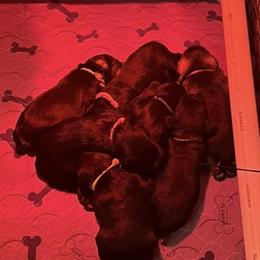 Miniature Schnauzer Puppies from S & S Miniature Schnauzer