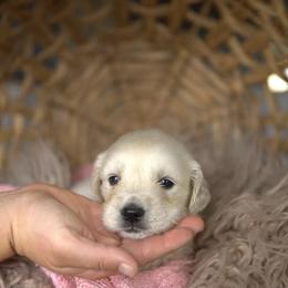 Miss Pink - Light golden female Golden Retriever puppy in Morrill, Kansas from Grimm Girls Farm